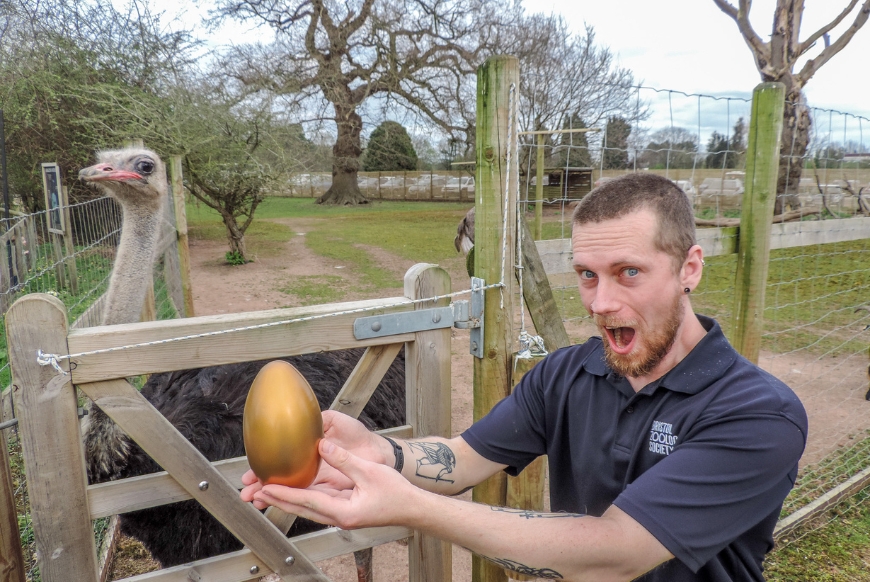 Bristol Zoo Project's Ben Wilkinson with a golden egg and Drummer the common ostrich